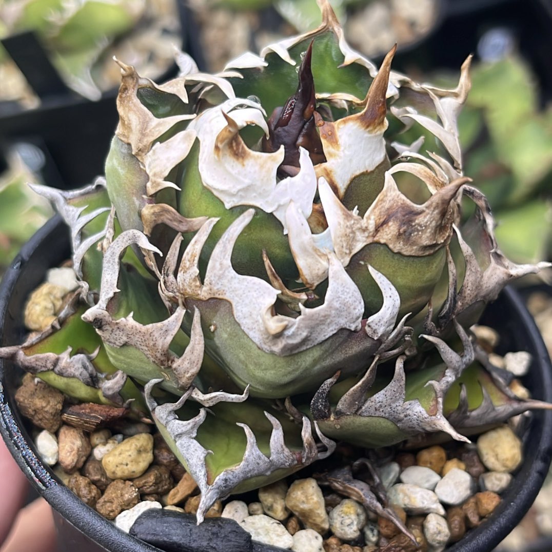 植物好きのチンパンジー 億り人 (@pq8zx) / Posts / X