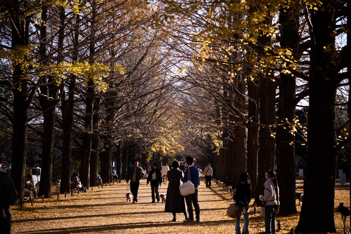 room49plus's tweet image. 折角イエローコーデでオシャレして銀杏並木を
見に来たのに、ピークが過ぎていて呆然
#Sigma #SigmaLens #ArtLens #Iseries #landscapephotography #streetphotography #sigmafpl #70200mmf28dgdn