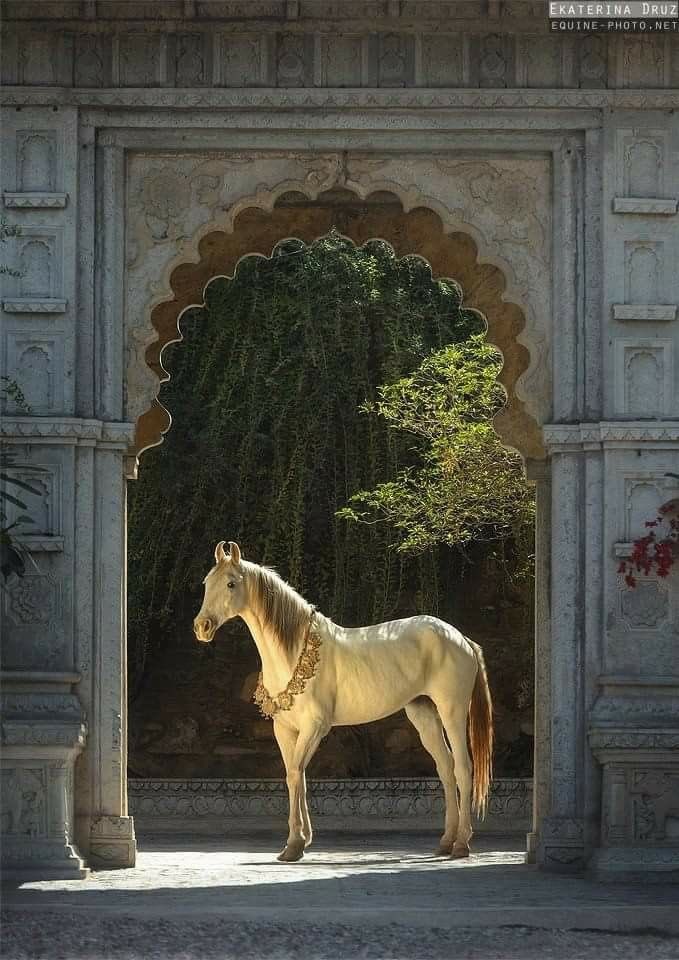 souulln's tweet photo. خلفية ديسمبر
☀️☀️☀️☀️☀️☀️
الحصان يمثل سنة ٢٠٢٦ 🐎( النشاط، الحرية، الشجاعة و الاقدام) 
مشحونة لتشافي جميع الشاكرات  
للسفر و الترحال
لتجلي الأهداف  
لإستقبال العطايا و الفرص 
بدايات عاطفية جديدة 
شركاء عاطفيين مناسبين
تهيئة الظروف لتسهيل سعيكم ��رغباتكم https://t.co/hVkOVnjmxq