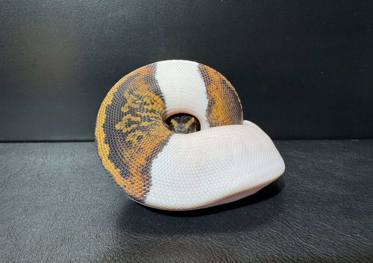 JignasReptiles's tweet image. Mahogany Pied Poss Leopard 

アンモナイトでした

#ボールパイソン
#BallPython