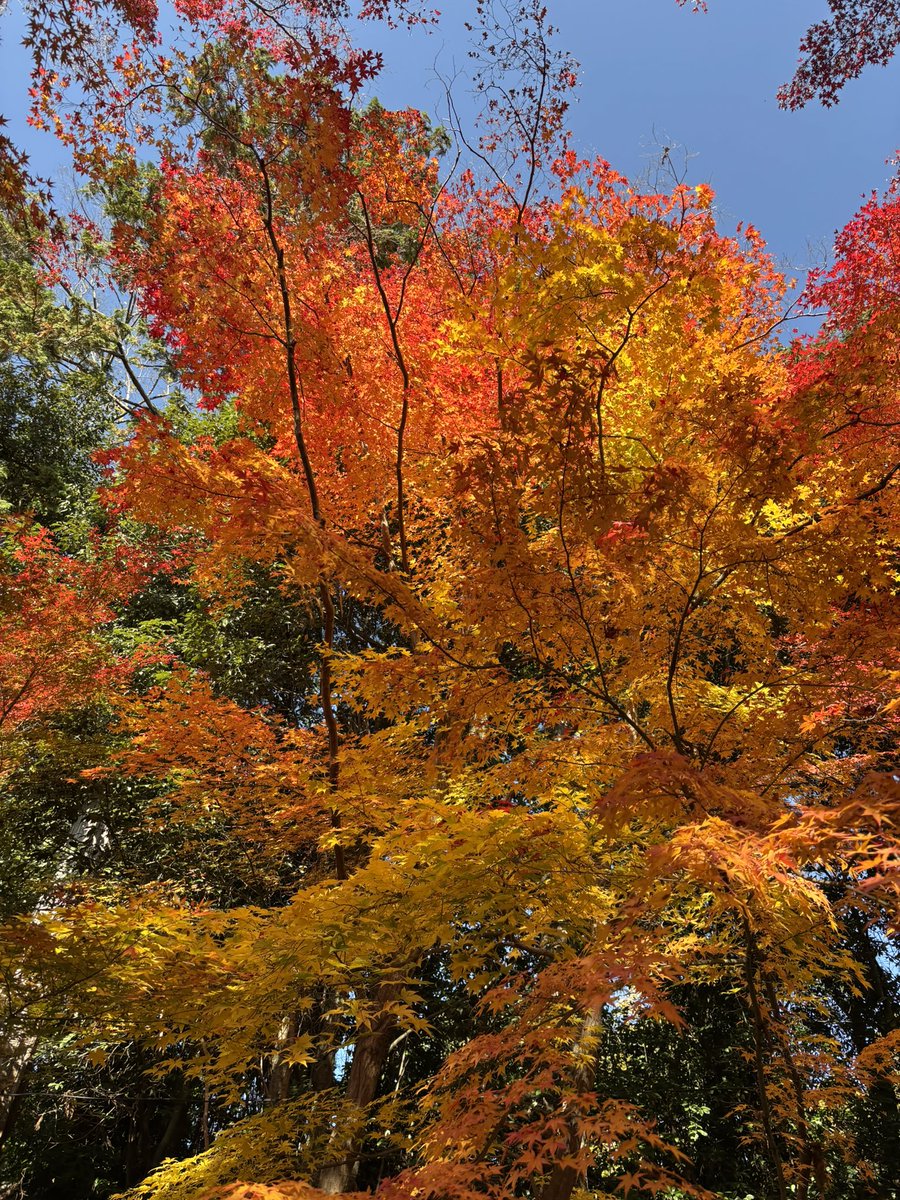 natSu0812ys's tweet photo. 11月���、紅葉が綺麗だった https://t.co/y8FuA93HEd