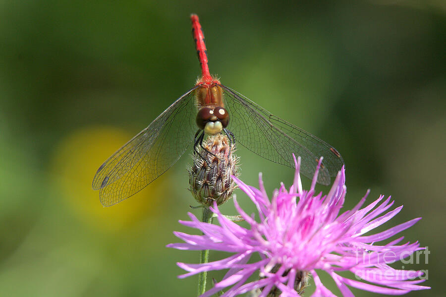 ArtworkBaker's tweet photo. Smiling for the Camera - artwork now available! https://t.co/gwLUtgG9YS

#Meadowhawk #Dragonfly #NaturePhotography #InsectLovers #NatureLovers #InsectPhotography #OutdoorAdventure #NatureWalks #DragonflyWatching #NatureInspiration #ExploreNature https://t.co/vG67UwdqXQ