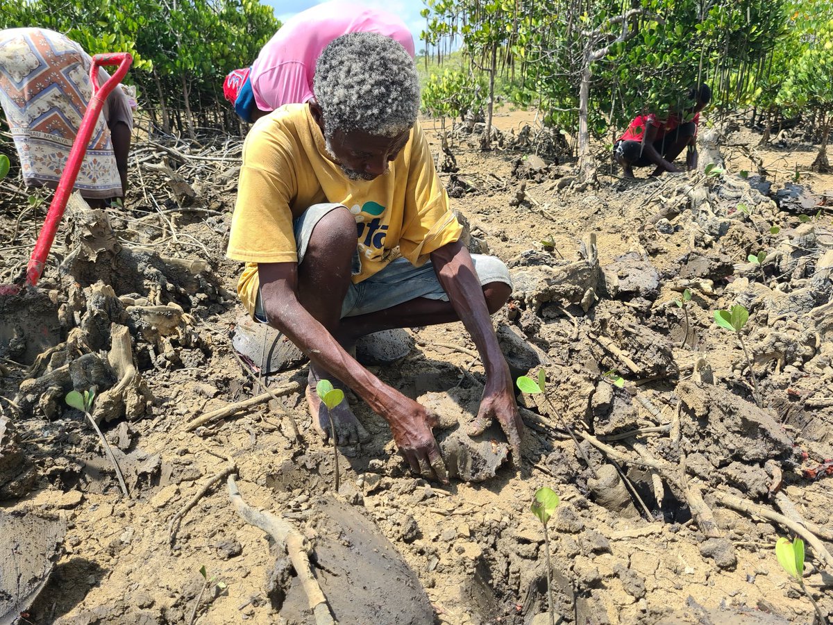 FredKio57975244's tweet photo. 🎉 HUGE! 8,000 mangrove seedlings planted with Kidongo community! 40% of our 20K goal achieved with @conservationnation support. Community conservation delivers results! 🌱🌊 #ConservationNation #8000Seedlings #MangroveRestoration https://t.co/1b85FhcHbd