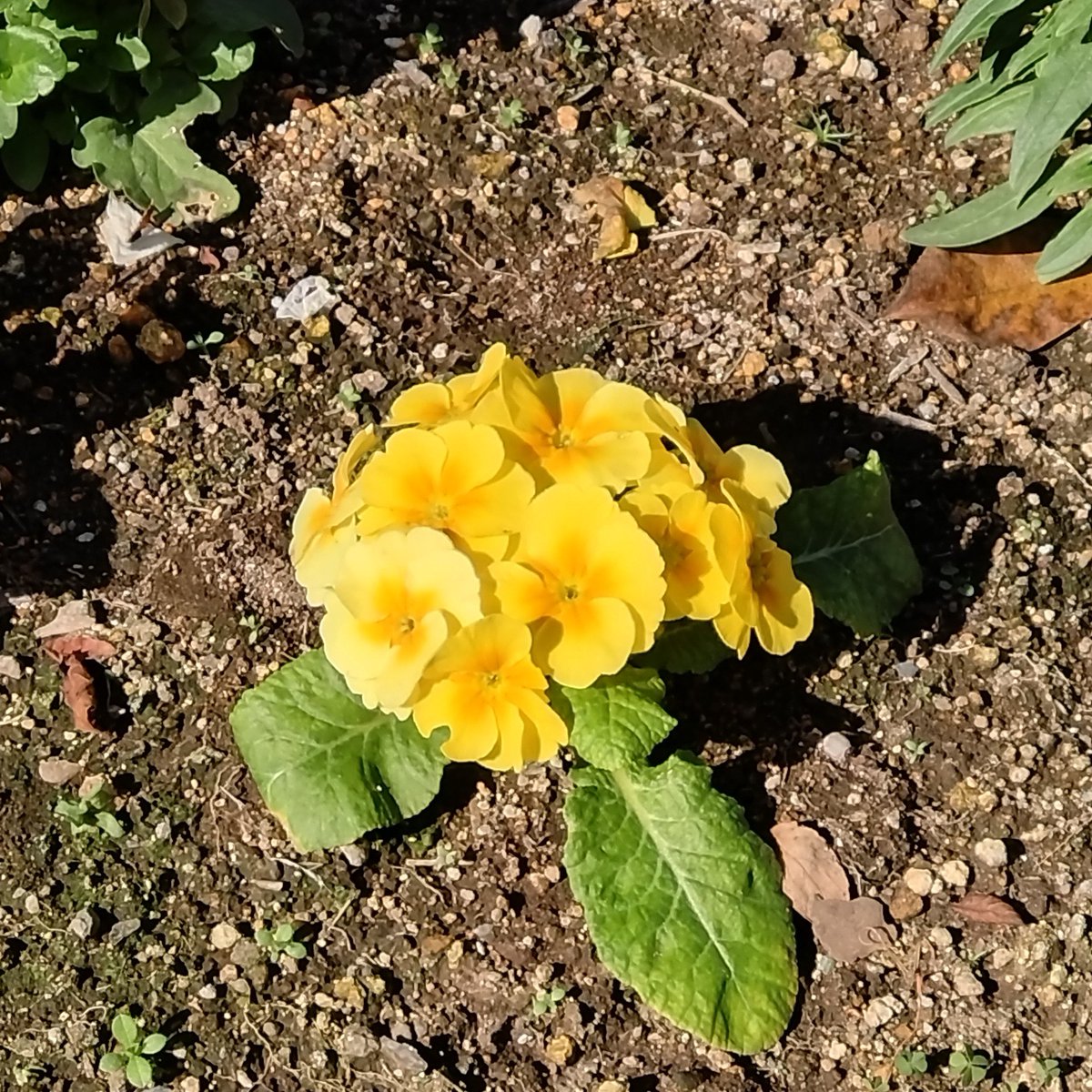 ❤︎‬‪つともん‪‪❤︎‬（感謝） ときめきメモリアル Girl's Side クロストーク 感謝祭実行委員 シール