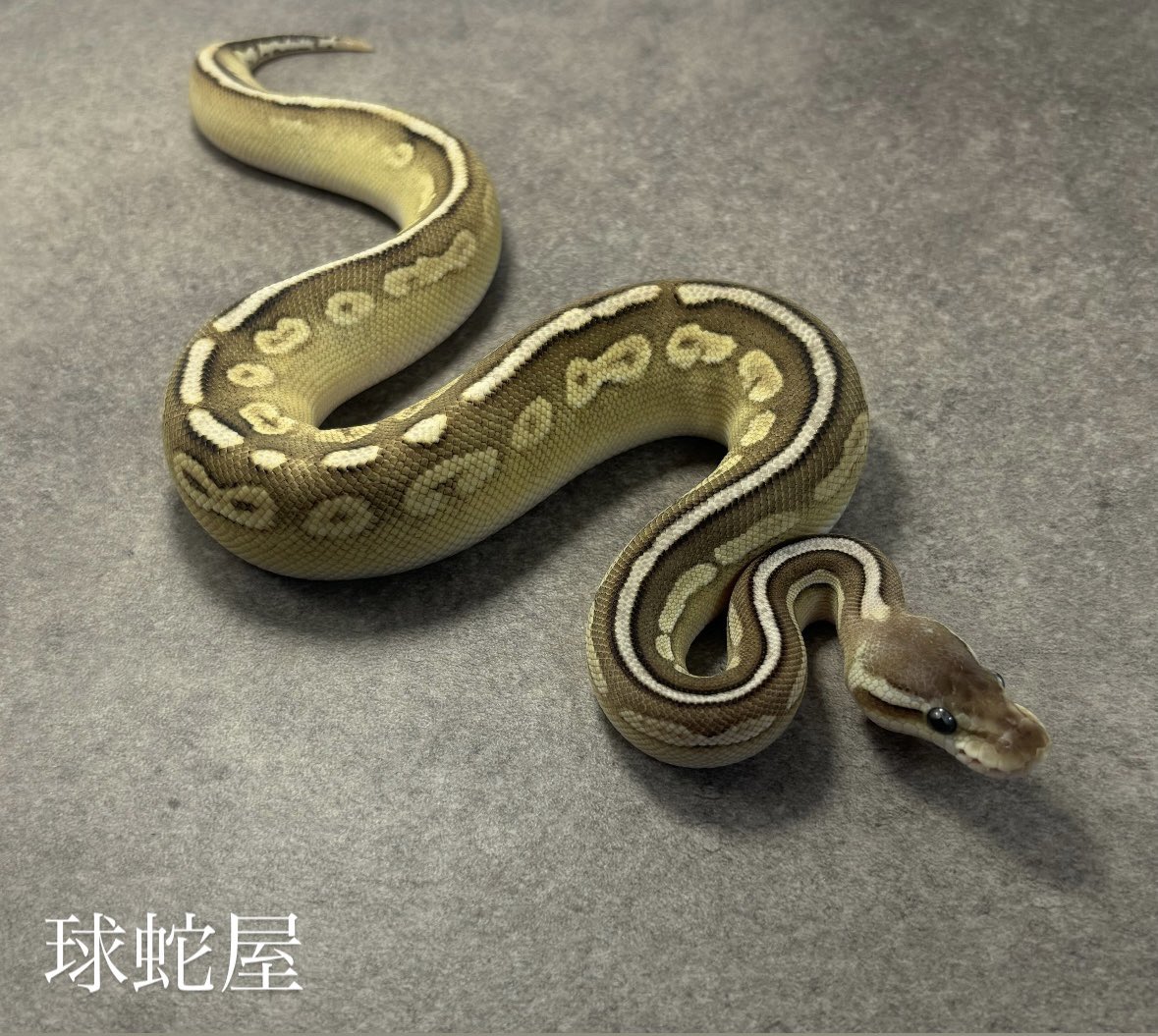 tamahebi_bp's tweet image. 【販売個体】
 Pewter Mojave het Clown ♀
2025JPCB
¥38,000

白蛇、黒蛇、クラウン
様々な柄の子をブリードできます！
腹からの白上がりが👍

#ボールパイソン
#ballpython
#爬虫類
#球蛇屋