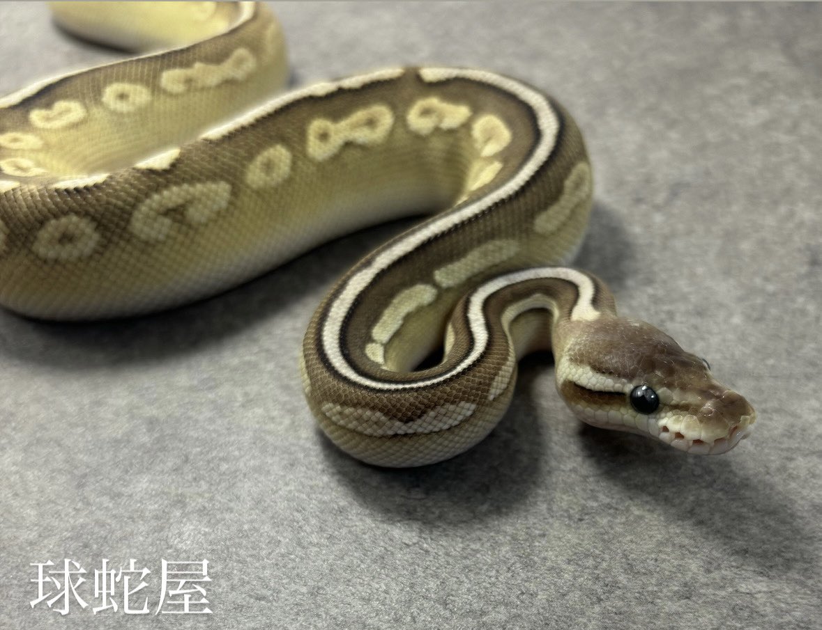 tamahebi_bp's tweet image. 【販売個体】
 Pewter Mojave het Clown ♀
2025JPCB
¥38,000

白蛇、黒蛇、クラウン
様々な柄の子をブリードできます！
腹からの白上がりが👍

#ボールパイソン
#ballpython
#爬虫類
#球蛇屋