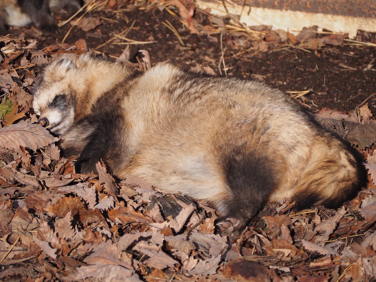 たぬきのお腹は白い？

2025年11月撮影

#円山動物園 
#エゾタヌキ