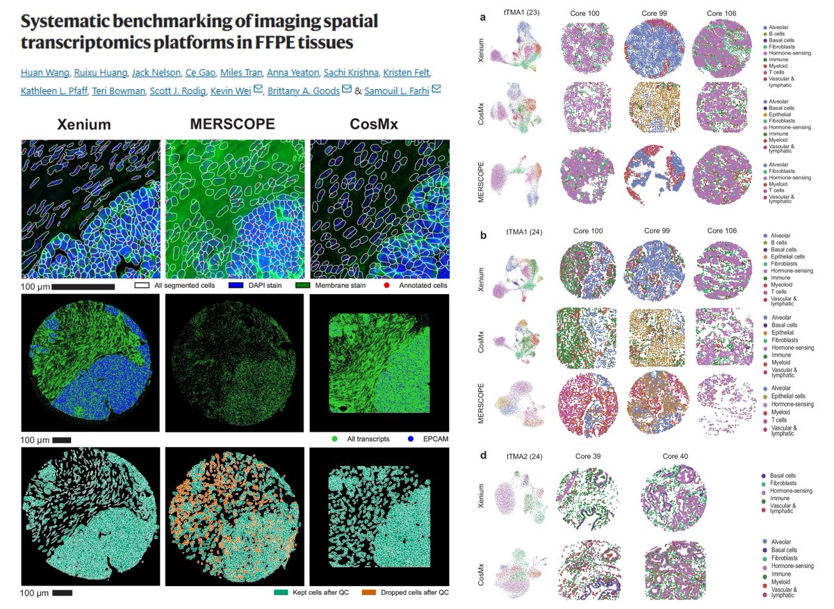HaoYin20's tweet image. Comparative analysis of commercial Imaging-based #SpatialTranscriptomics methods

Xenium
CosMx 1k
MERSCOPE

Tissue Microarray
17 tumors + 16 normal tissues

Transcript count
Corr. with reference bulk TCGA GTEx RNAseq or scRNAseq
Segmentation (Precision Recall F1 score) Accuracy:…