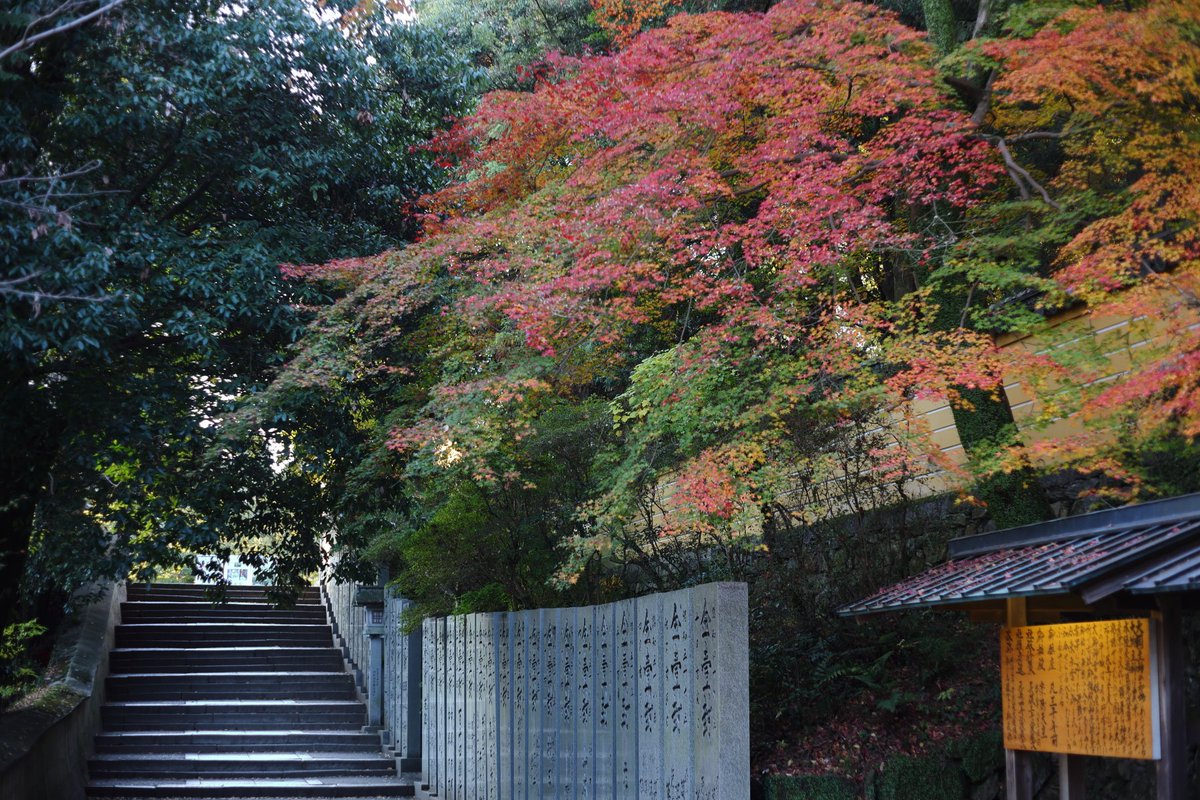 香川県仲多度郡琴平町 金刀比羅宮の紅葉 撮影日:2025年11月30日
