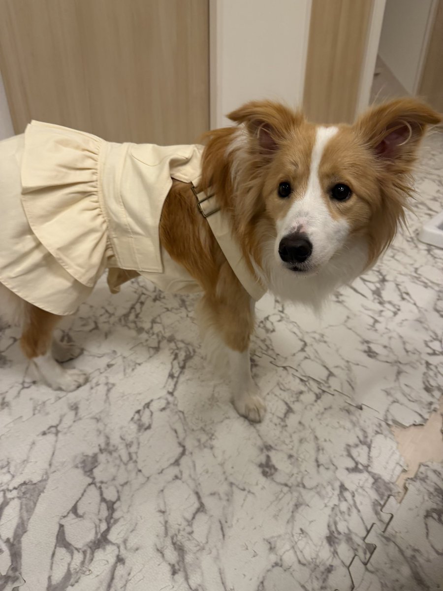 パパの気分でお洋服着てお散歩した子🐶