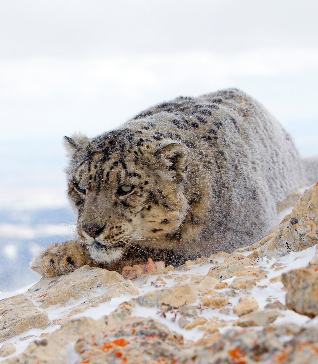 rawrszn's tweet photo. @NAmazing44779 Snow leopards use rocks and snow for cover, moving low to the ground to stay hidden in open terrain. https://t.co/CxtlQeFkM6