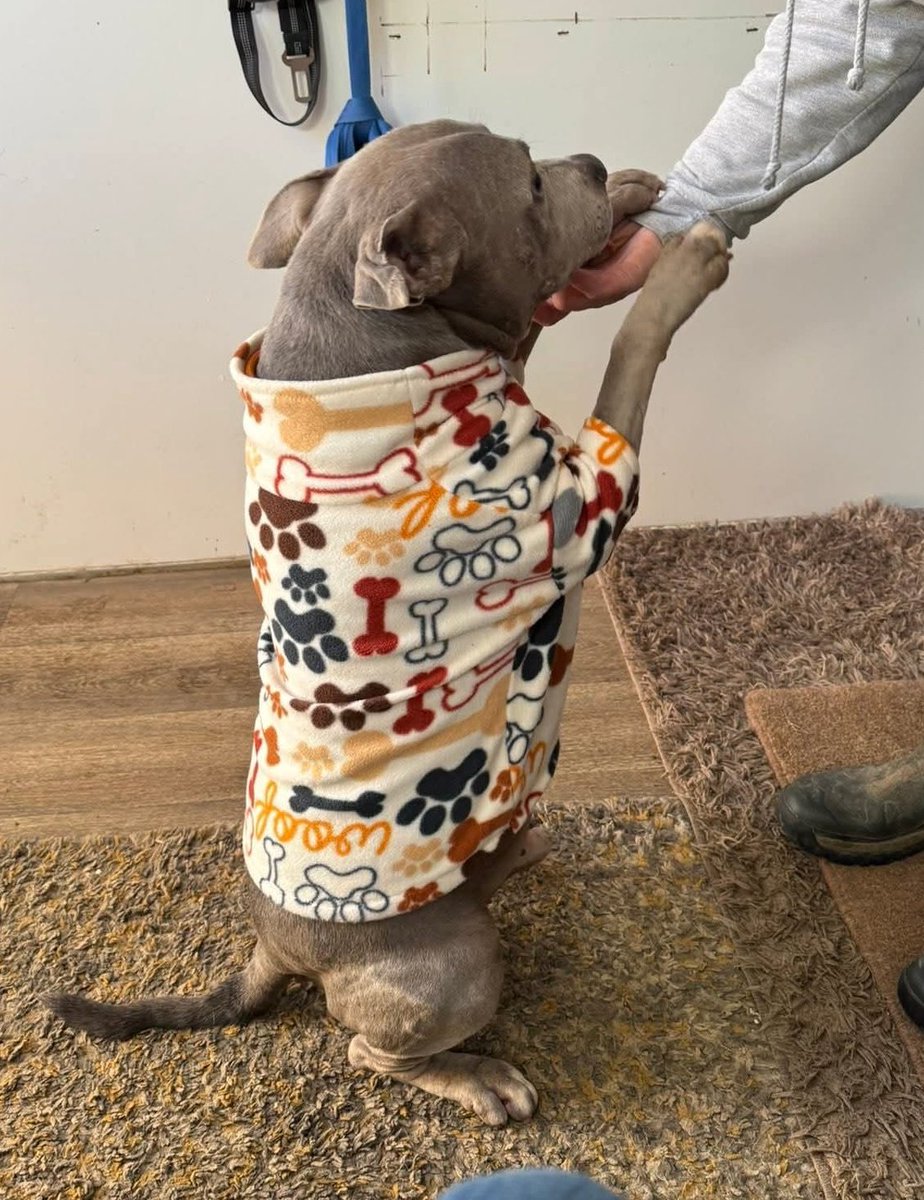 Good afternoon Staffy Lovers!
For your delight today we have our marvellous Mr Max showing off his fleecy pJs whilst working his magic to get some treats 😀 He's such a sweet little fella,don't think he'll be waiting long for his furever home. Please share seniorstaffyclub.co.uk/adopt-a-staffy…