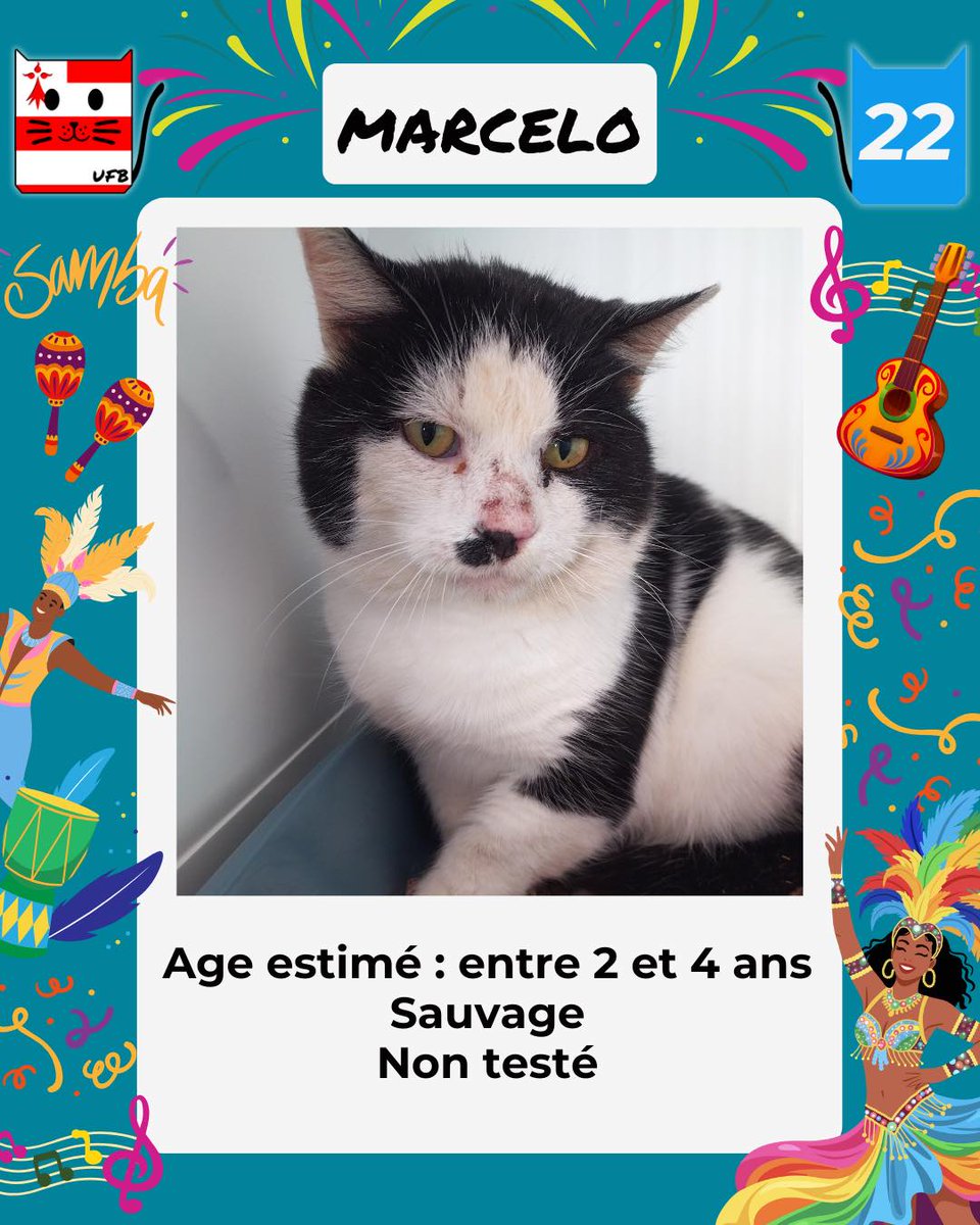En Fourrière en Bretagne dans le dépt 22 
j'ai été trappé car non identifiée . 
Je suis à ADOPTER pour me sortir de cette fourrière 
mais avant le 05/12/2025   
Pour Renseignements:  
Faire un message à Urgences Fourrières de Bretagne    
Lien ➡️facebook.com/urgencesfourri…