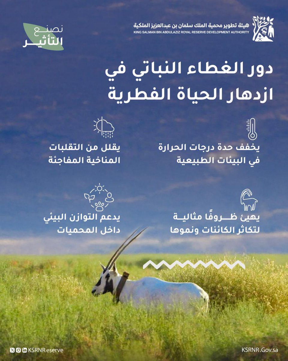 حين تتناغم عوامل الطبيعة تزدهر دورة حياةٍ متجددة في أنحاء #محمية_الملك_سلمان_بن_عبدالعزيز_الملكية