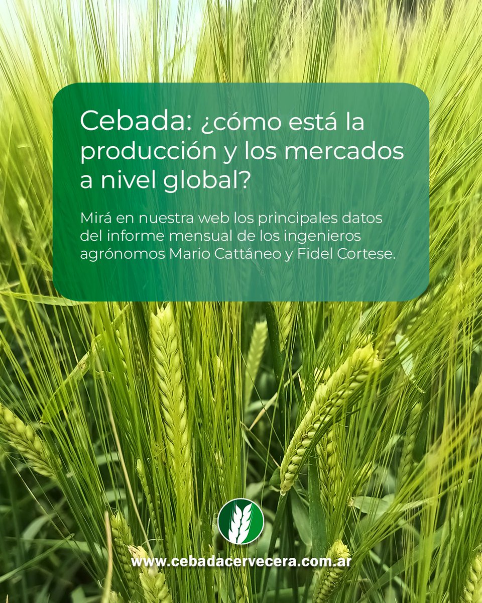 Cebada Cervecera tweet media