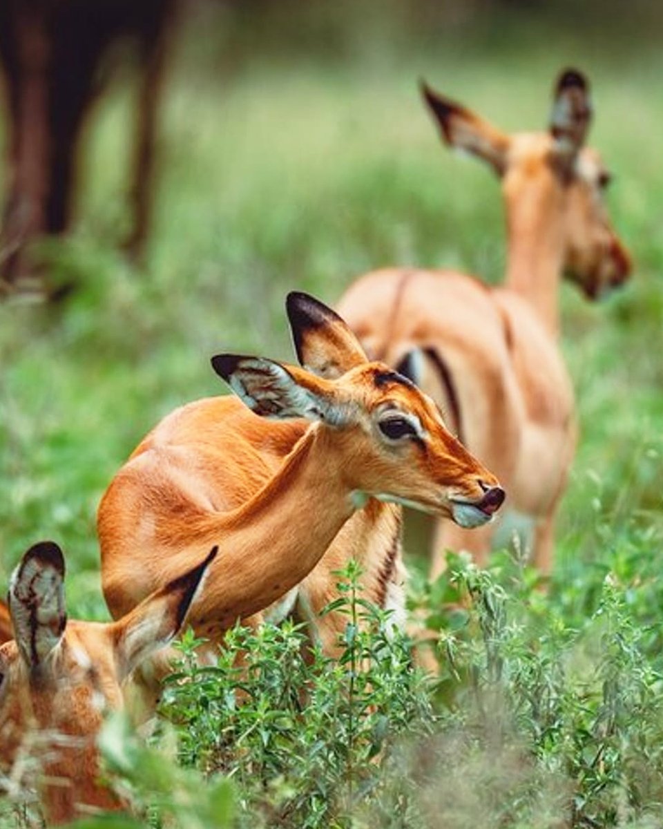 Wildlife Safari in Tanzania provides an extensive exploration of the country’s remarkable national parks.

𝗚𝗘𝗧 𝗔 𝗤𝗨𝗢𝗧𝗘 𝗙𝗥𝗢𝗠 𝗗𝗔𝗩 𝗦𝗔𝗙𝗔𝗥𝗜𝗦! 💐
📞 +256-757795781
🌐 davsafaris.com/tours/12-days-…

#TanzaniaWildlifeSafari #TarangireNationalPark #DavSafaris