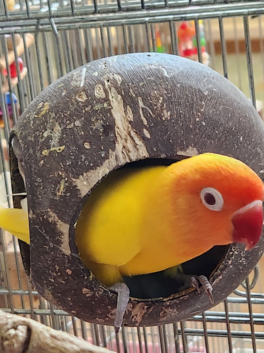 バサラ tweet media