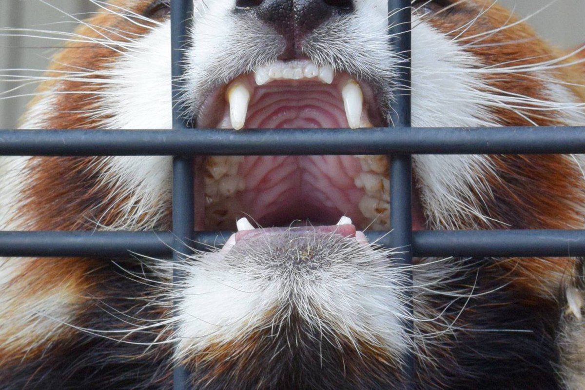 RAAAHHH WHY ISNT IT THURSDAY. I WANNA BE A DOG