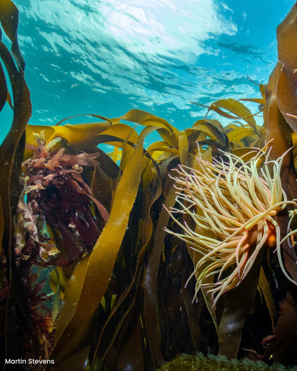 Marine Conservation Society tweet media