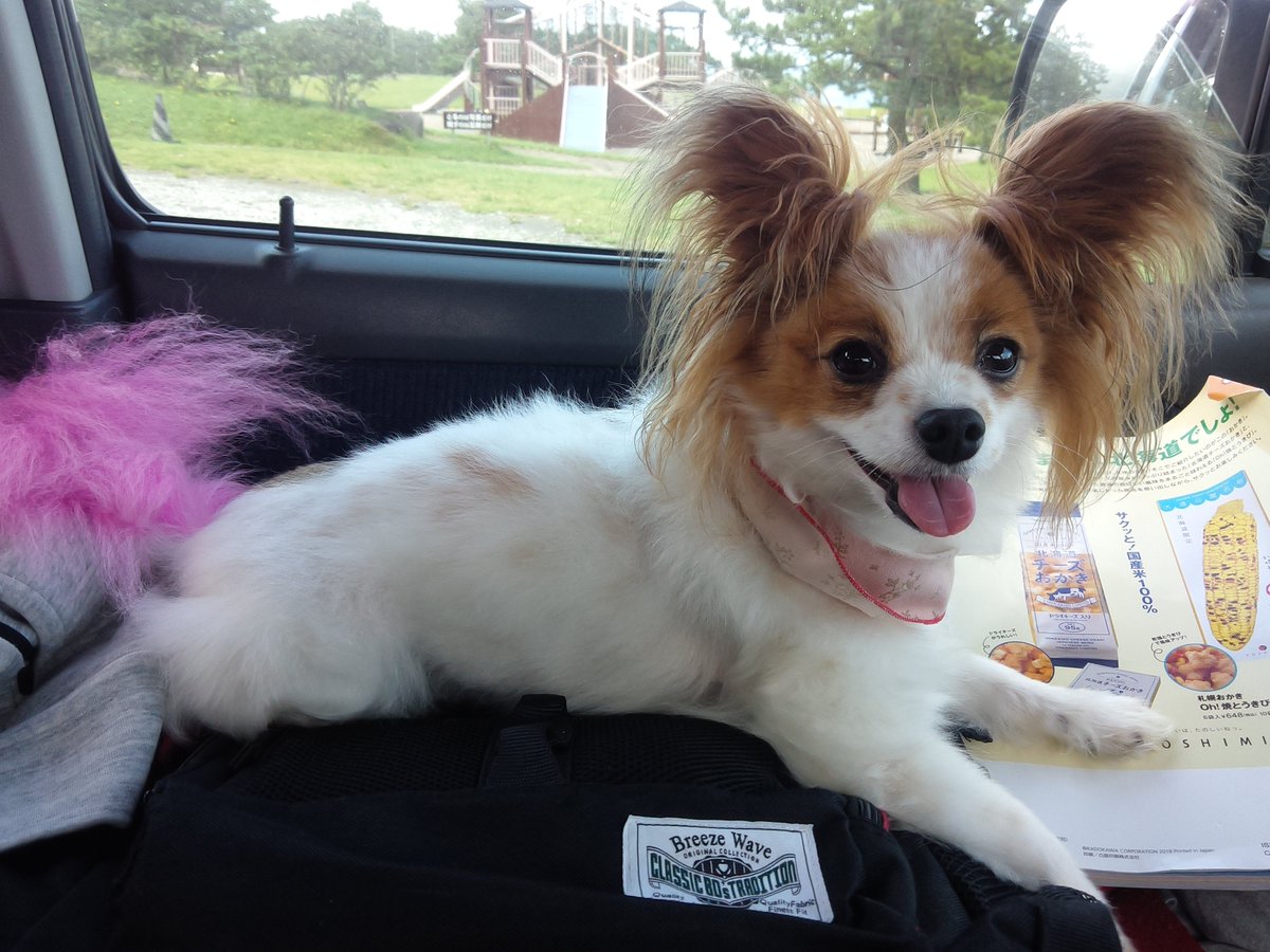 namucha0621's tweet image. ナム🅿️😃

2010年11月22日生まれ
ワンワン・ニャンニャン

パピヨン

旧あみちゃん
ペットショップに行くときは
あみちゃん

昔からの知人命名で
アネラちゃん
ハワイ語で「天使」

何時も助手席に☺️

夏には北海道🚙

謡象ライブでは
九州・熊本・鹿児島・宮崎・福岡・広島

何時もありがとう🥲