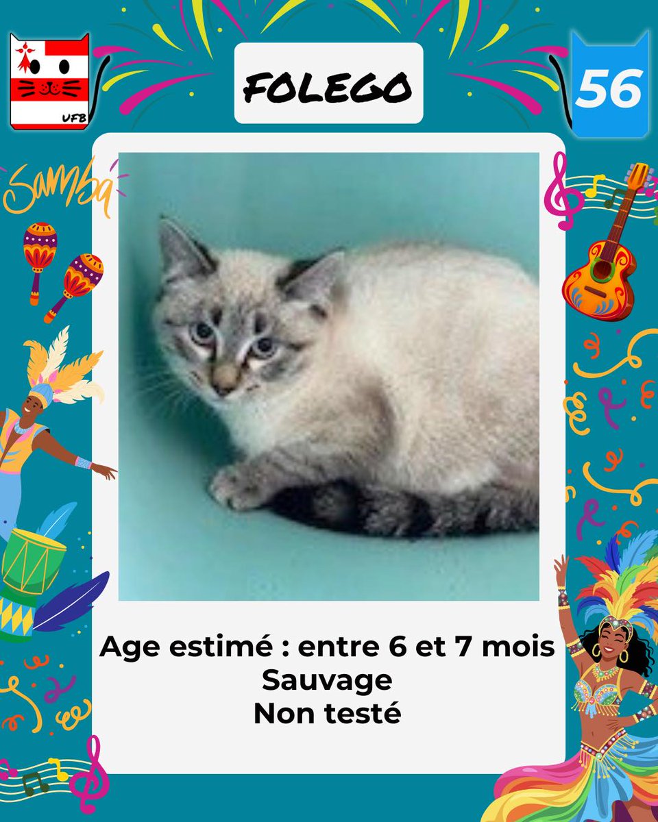 En Fourrière en Bretagne dans le dépt 56 
 j'ai été trappé, car non identifié . 
Je suis à ADOPTER pour me sortir de cette fourrière  
mais avant le 05/12/2025  
 Pour Renseignements:  
 Faire un message à Urgences Fourrières de Bretagne    
 Lien ➡️facebook.com/urgencesfourri…