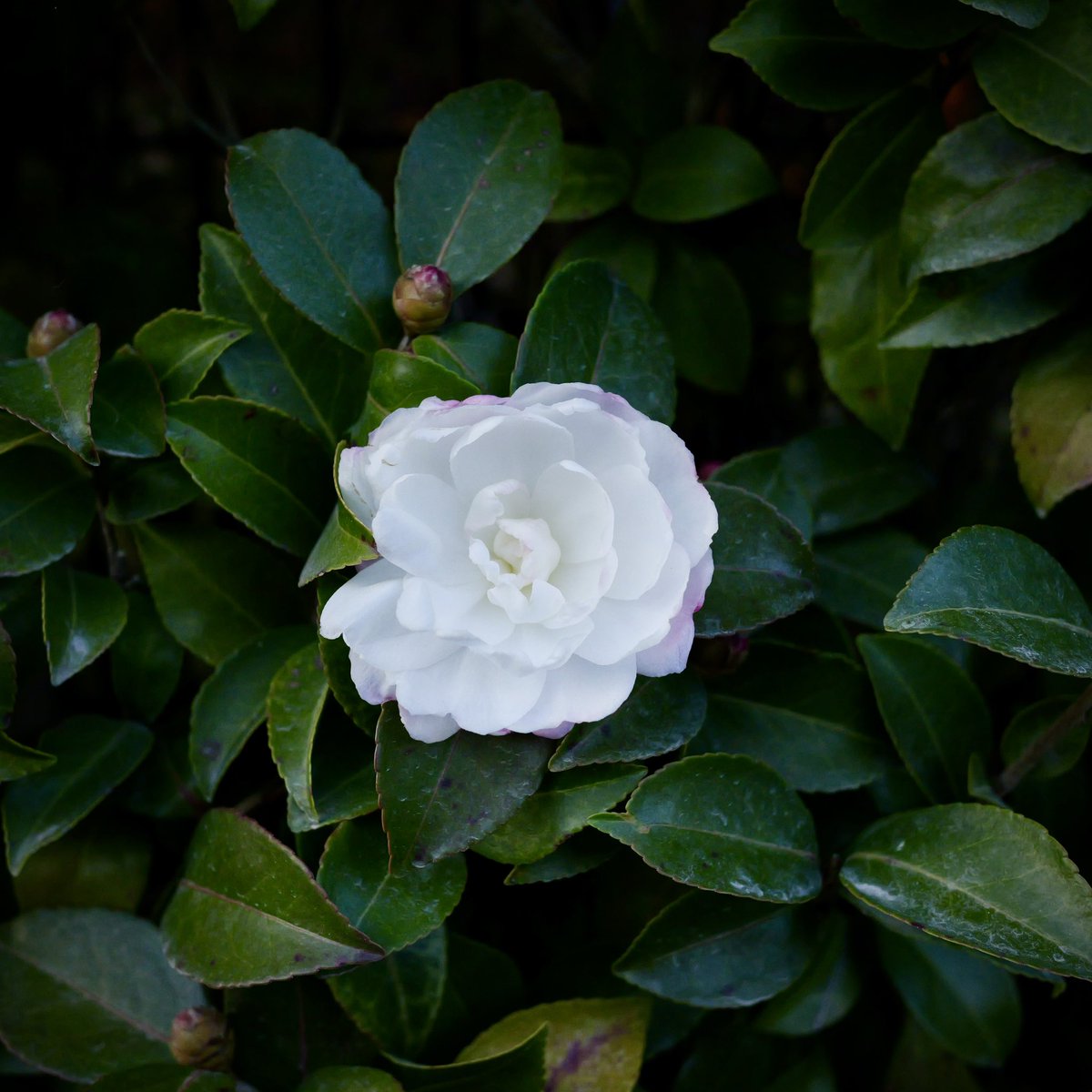 工藤 一至 / Kazushi Kudo (@Kazu49bota) / Posts / X