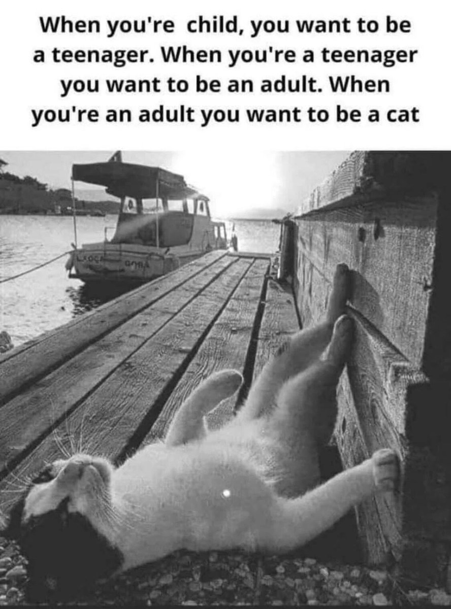 P&M² ♏🐱📸📚🎨🎶💃🍷🏳️‍🌈🏳️‍⚧️❤ tweet media