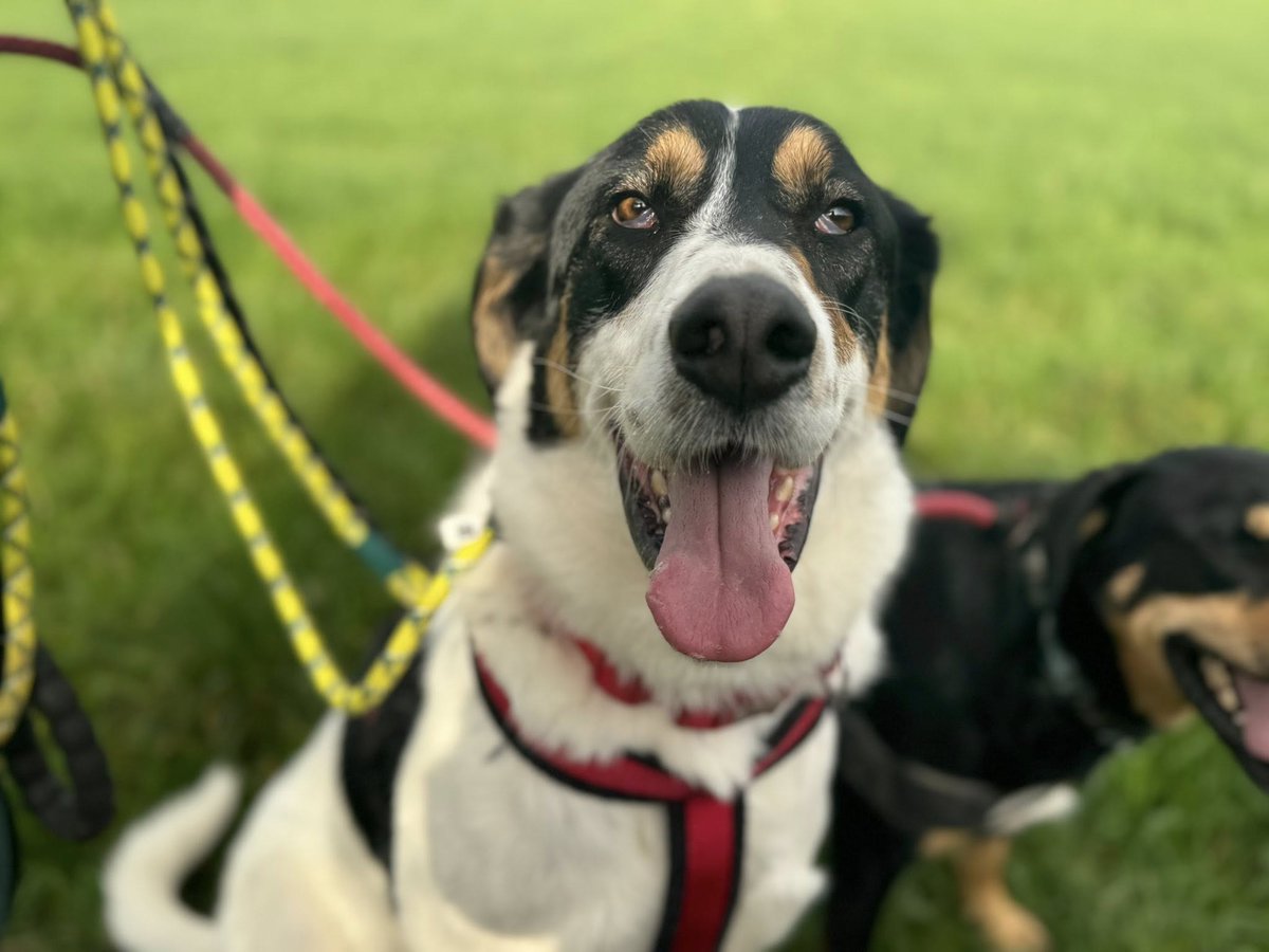 Treacle has spent two long years behind bars … watching life pass him by, watching other dogs leave for their new families while he stays behind… over and over again.
Only one single enquiry In 2 years that didn’t lead anywhere
1dogatatimerescue.org/registration/
#Worcestershire #Malverns