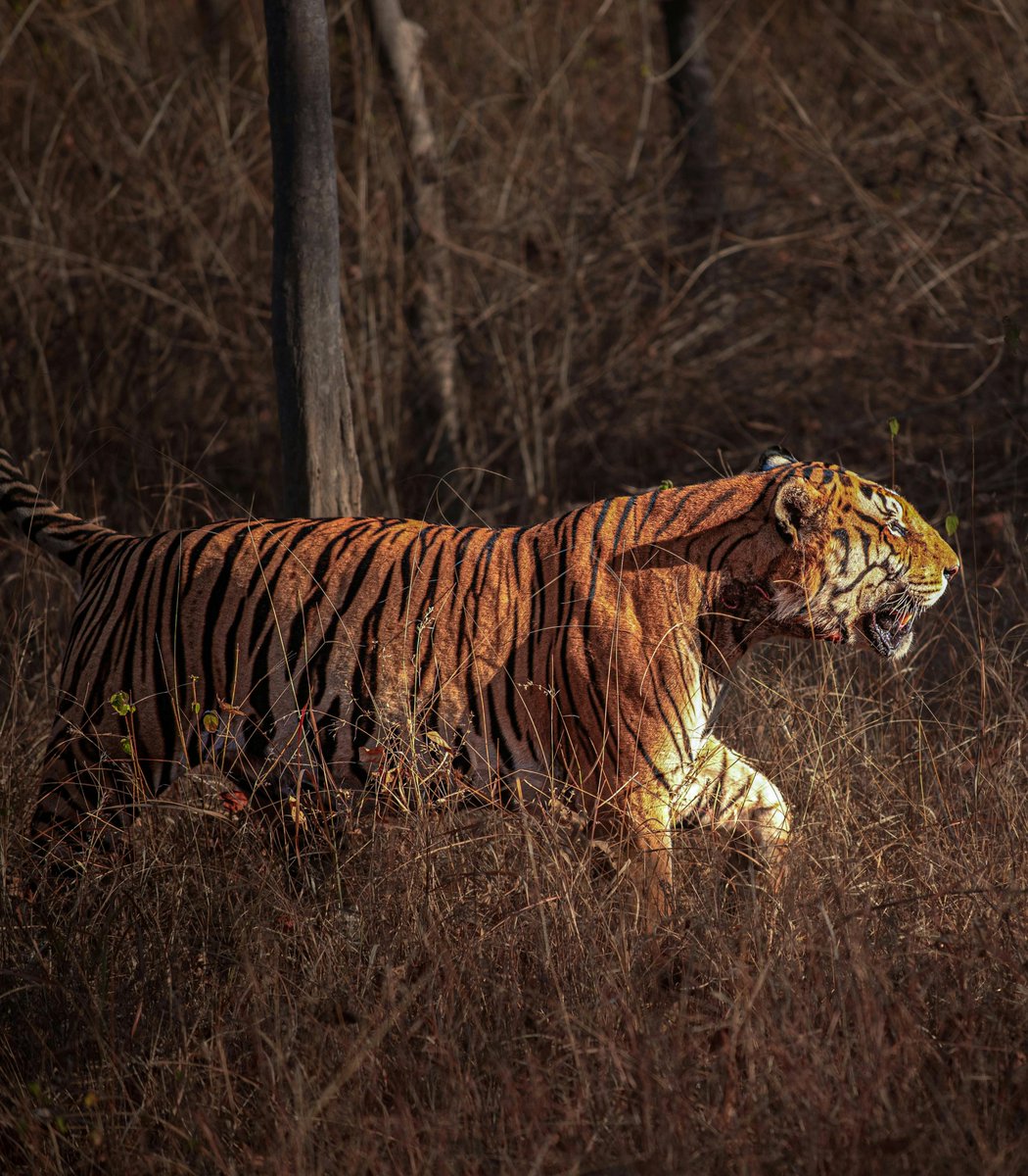 rawrszn's tweet photo. @aestheticsguyy A Bengal tiger in the dry forest, its stripes blending with the grass and shadows as it moves through its territory. https://t.co/4wxjBSQWqu