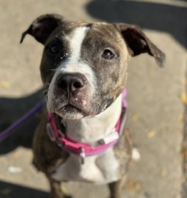MorgFairsdogs's tweet image. Phynx 238422
Relisted TBK 12/2
#NYCACC #RescueOnly 
She is a pretty 2 yr old
Sweet, social,  playful &amp;amp; Crate trained in prev home
Has unspecified dermatitis &amp;amp; CIRDC 🚑
Lived with kids
Dog/kennel reactive in care 
Help save Phynx!
nycacc.app/browse/238422
#Pledge4Rescue #foster…