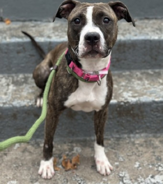 MorgFairsdogs's tweet image. Phynx 238422
Relisted TBK 12/2
#NYCACC #RescueOnly 
She is a pretty 2 yr old
Sweet, social,  playful &amp;amp; Crate trained in prev home
Has unspecified dermatitis &amp;amp; CIRDC 🚑
Lived with kids
Dog/kennel reactive in care 
Help save Phynx!
nycacc.app/browse/238422
#Pledge4Rescue #foster…