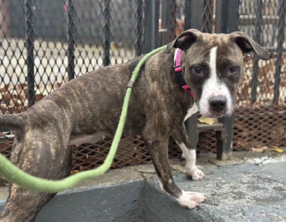 MorgFairsdogs's tweet image. Phynx 238422
Relisted TBK 12/2
#NYCACC #RescueOnly 
She is a pretty 2 yr old
Sweet, social,  playful &amp;amp; Crate trained in prev home
Has unspecified dermatitis &amp;amp; CIRDC 🚑
Lived with kids
Dog/kennel reactive in care 
Help save Phynx!
nycacc.app/browse/238422
#Pledge4Rescue #foster…