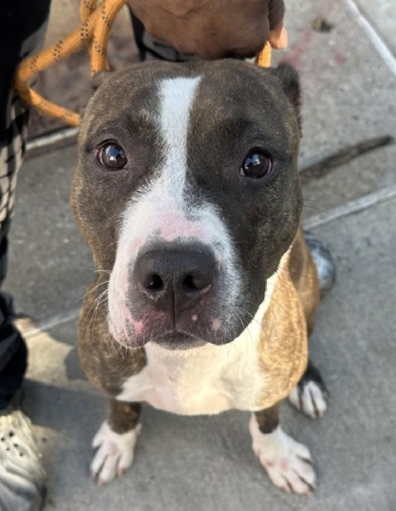 MorgFairsdogs's tweet image. Phynx 238422
Relisted TBK 12/2
#NYCACC #RescueOnly 
She is a pretty 2 yr old
Sweet, social,  playful &amp;amp; Crate trained in prev home
Has unspecified dermatitis &amp;amp; CIRDC 🚑
Lived with kids
Dog/kennel reactive in care 
Help save Phynx!
nycacc.app/browse/238422
#Pledge4Rescue #foster…