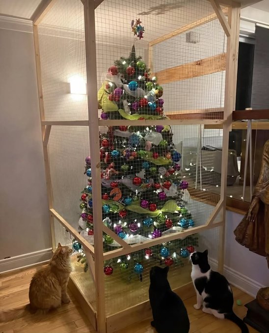 ManuDa501's tweet photo. @Mayichii buenos dias una idea para el árbol de navidad 😂por que veo que no va a durar mucho https://t.co/PlJ4MvbkIY