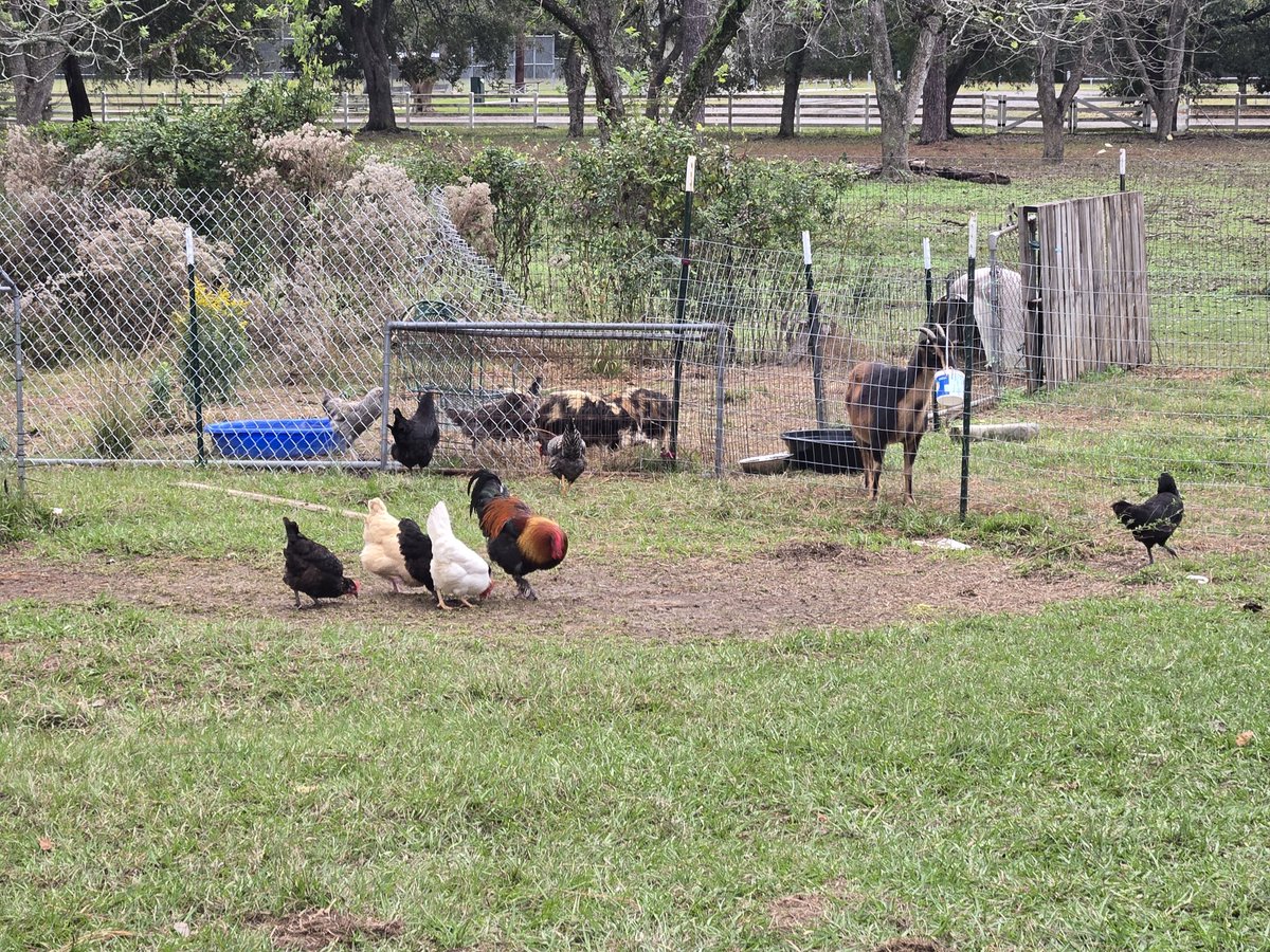 D7Homestead's tweet image. Breakfast time!