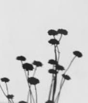 Seyteddy tweet media