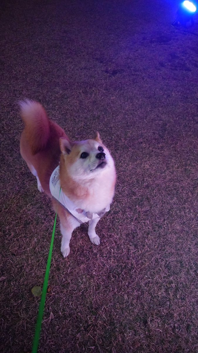 柴犬ししまる (@sisi3po) / Posts / X