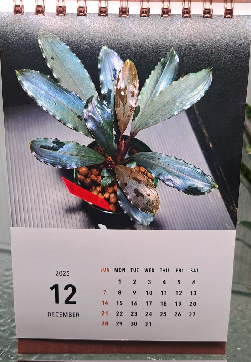 グリンピ (@184_greenpeace) / Posts / X