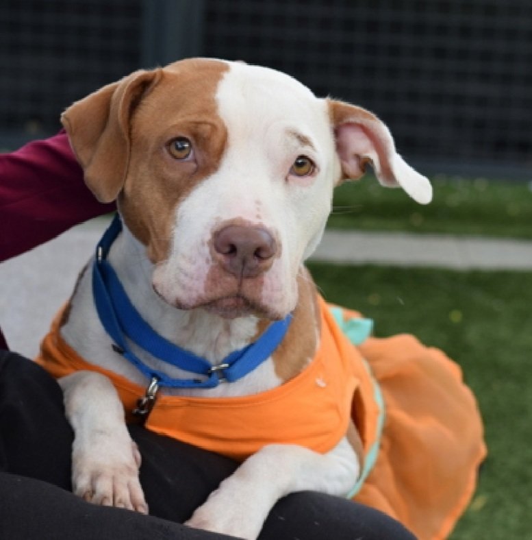 MorgFairsdogs's tweet image. Aurora 238573
Relisted TBK 12/2
#NYCACC #AdoptMe 
She is a pretty 3 yr old
Social and affectionate with staff  in quiet settings
Kennel &amp;amp; Dog reactive in care 
Needs exp all adult home as solo pet 
Help save Aurora!
nycacc.app/browse/238573
#Pledge4Rescue #foster #adopt