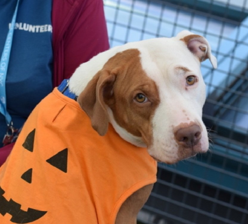 MorgFairsdogs's tweet image. Aurora 238573
Relisted TBK 12/2
#NYCACC #AdoptMe 
She is a pretty 3 yr old
Social and affectionate with staff  in quiet settings
Kennel &amp;amp; Dog reactive in care 
Needs exp all adult home as solo pet 
Help save Aurora!
nycacc.app/browse/238573
#Pledge4Rescue #foster #adopt