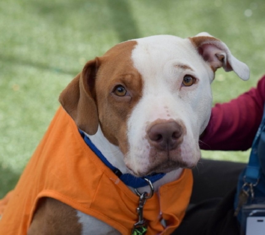 MorgFairsdogs's tweet image. Aurora 238573
Relisted TBK 12/2
#NYCACC #AdoptMe 
She is a pretty 3 yr old
Social and affectionate with staff  in quiet settings
Kennel &amp;amp; Dog reactive in care 
Needs exp all adult home as solo pet 
Help save Aurora!
nycacc.app/browse/238573
#Pledge4Rescue #foster #adopt