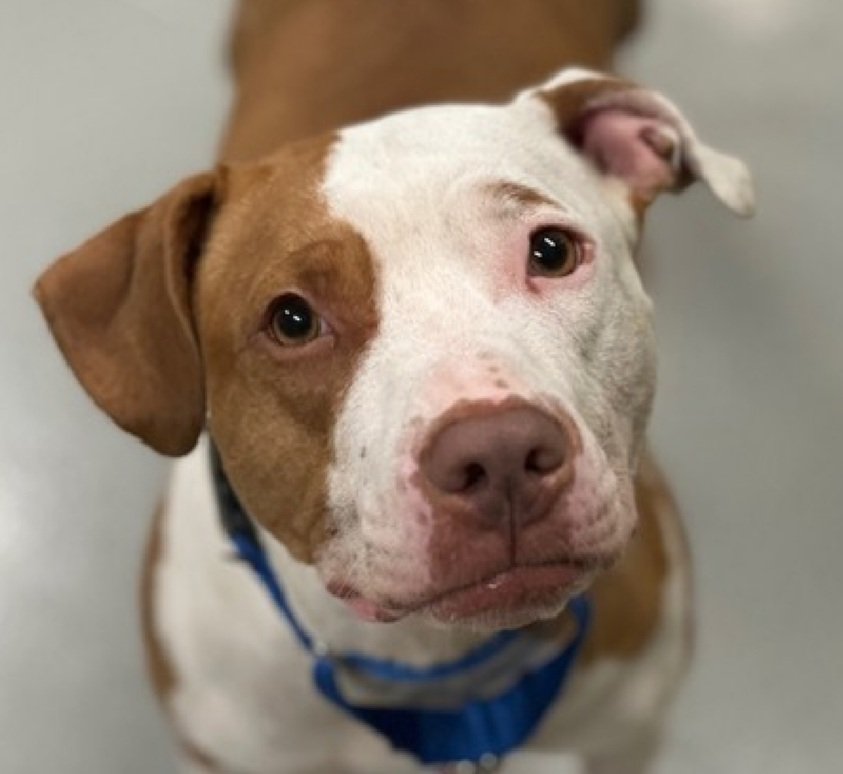 MorgFairsdogs's tweet image. Aurora 238573
Relisted TBK 12/2
#NYCACC #AdoptMe 
She is a pretty 3 yr old
Social and affectionate with staff  in quiet settings
Kennel &amp;amp; Dog reactive in care 
Needs exp all adult home as solo pet 
Help save Aurora!
nycacc.app/browse/238573
#Pledge4Rescue #foster #adopt