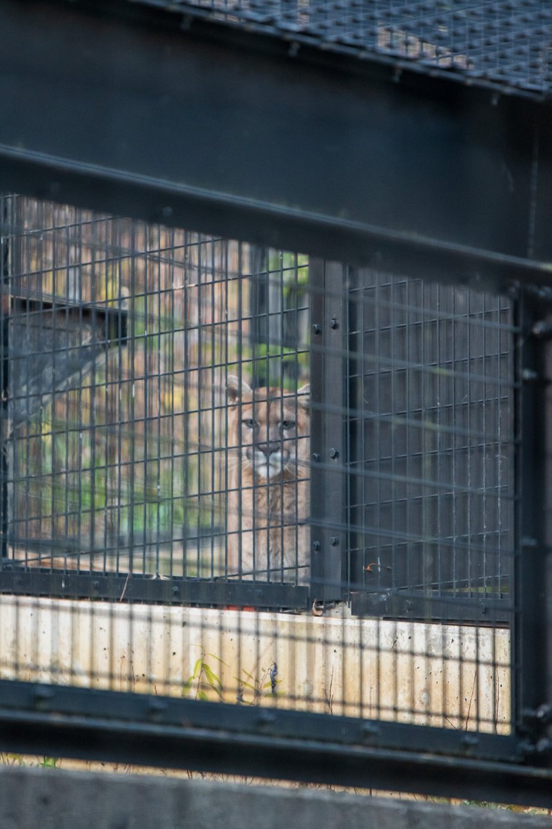 C_Showji's tweet image. 見つめる先はニーナかな？子供たちかな？
（2025.11.29 盛岡市動物公園ZOOMO ピューマ タフ）