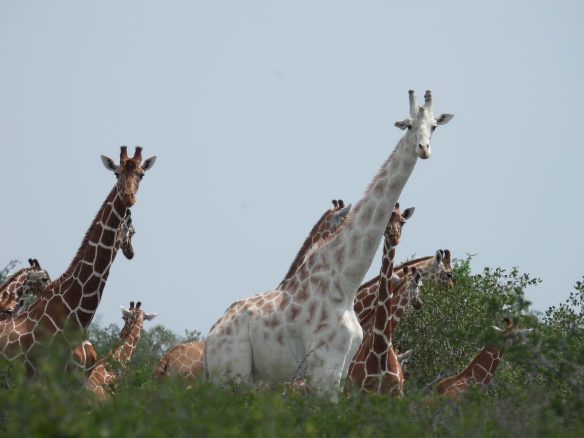 The white giraffe’s appearance is due to leucism, a rare but naturally occurring genetic condition that affects pigmentation.