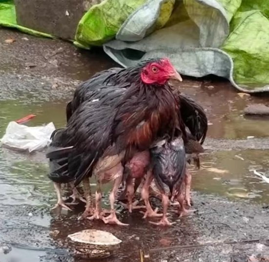 #سلطة !

السلطة ...
التى لا تُطعم صغارها وتحافظ عليهم من الرياح والأمطار وعوادي الزمن ليست سلطة !
ولا تستحق أن تكون سلطة .

مهما تسلطت عليهم🌷