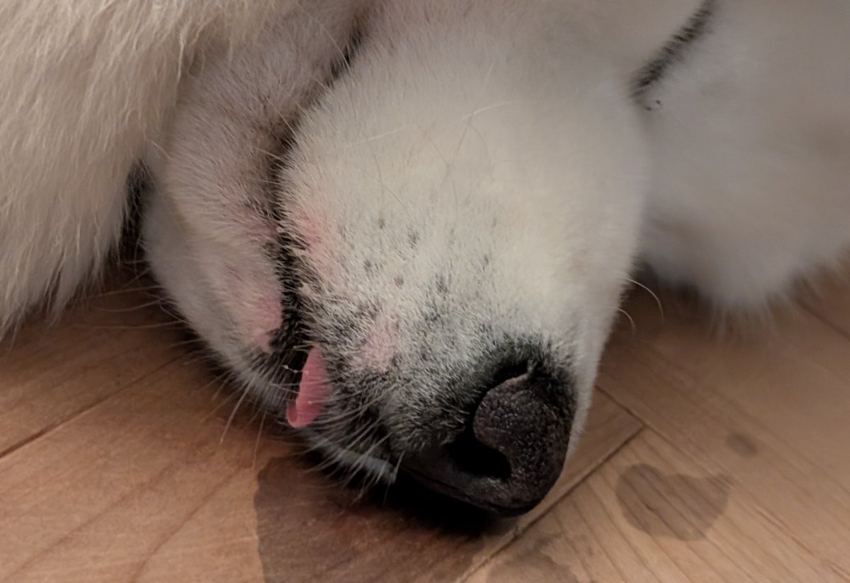 すみ (@sumicasu) on Twitter photo 