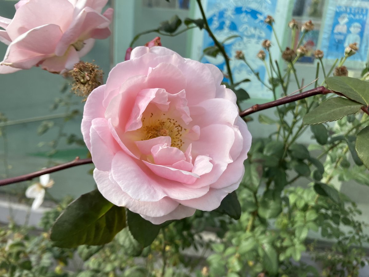 A Rose on the Wayside
#Rose