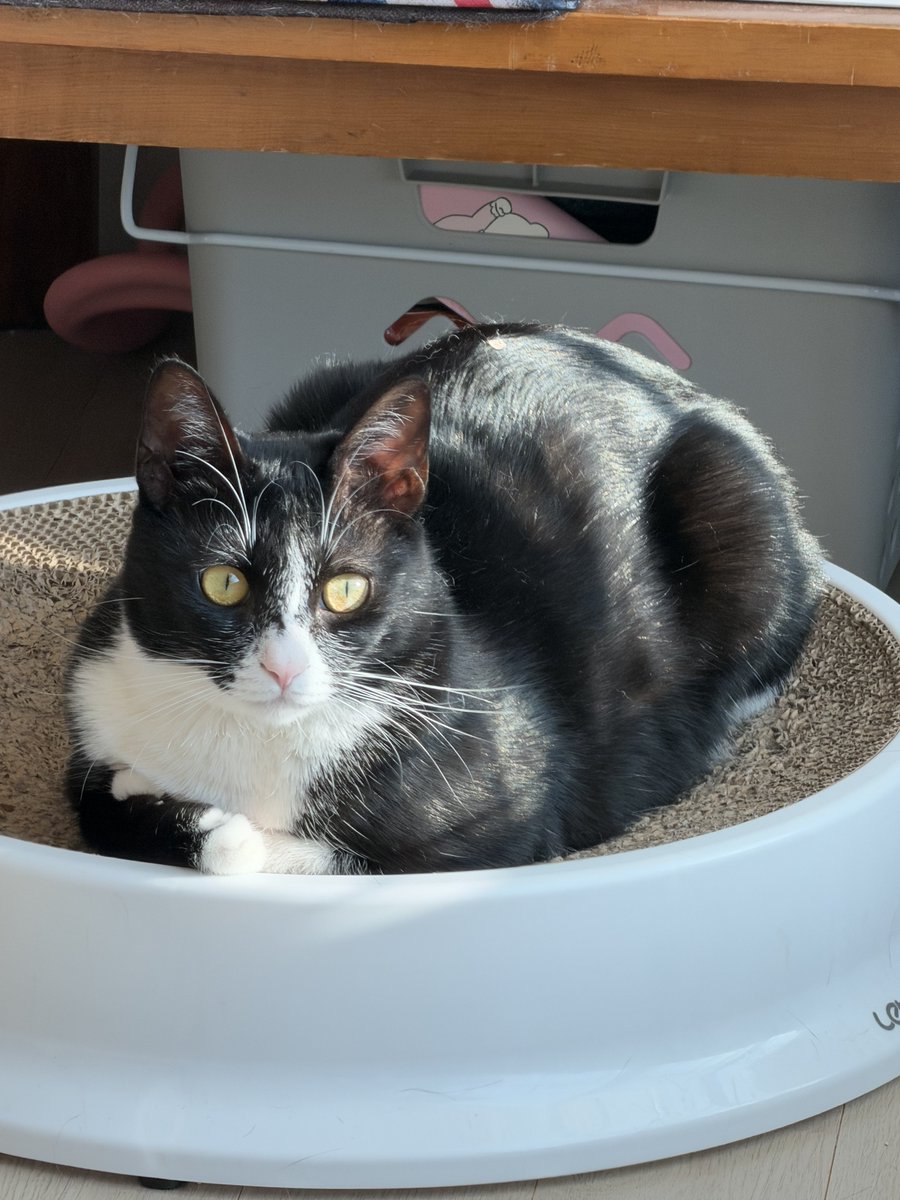 오늘의 상담고냐니
이야기 해 보시냥