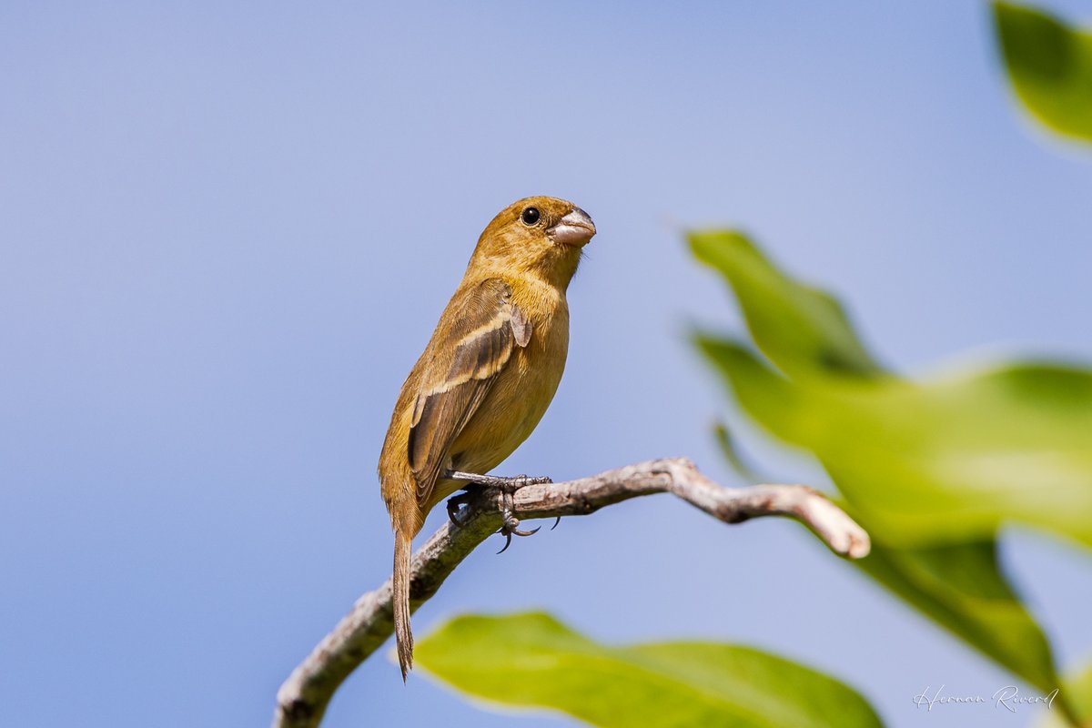 Morelet's Seedeater (Sporophila morelleti)
Ladyville, Belize
November 2025
#BirdsOfBelize #BirdsSeenIn2025 #birds #birdwatcher #BirdsOfX #BirdsOfTwitter