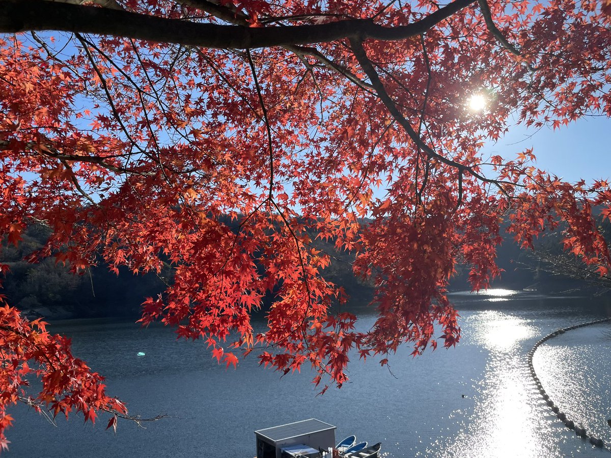 Byper_yam's tweet photo. #三河湖 #紅葉 #TRG
紅葉🍁が赤く綺麗だったよ。 https://t.co/13IXA8iAOr